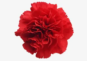 节日鲜花免抠