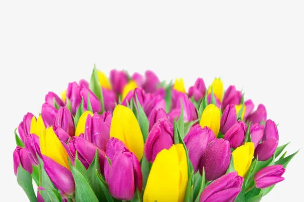 郁金香花束免抠