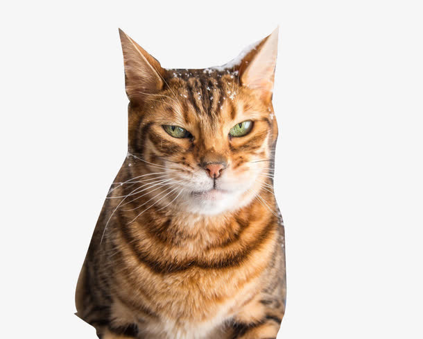 凶狠的猫免抠