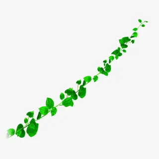 绿色 藤条 春天 绿叶免抠装饰植物元素