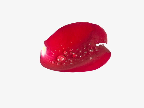 情人节玫瑰花瓣漂浮免抠