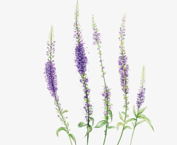 紫色花朵免抠