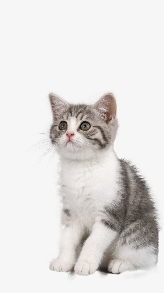 直视的小猫咪免抠