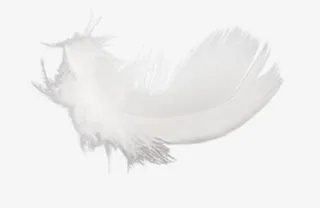 轻盈飘落的白色羽毛免抠
