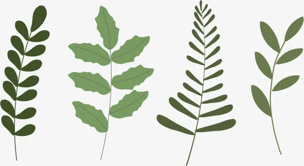 矢量圣诞橄榄枝免抠