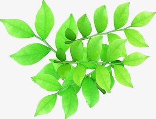 绿色环保春天植物树叶免抠