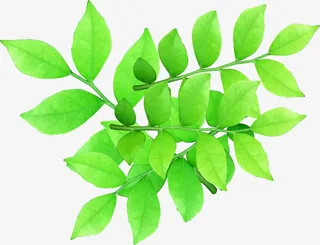绿色环保春天植物树叶免抠