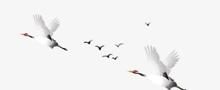 几只仙鹤飞过免抠