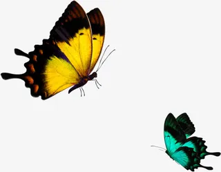 春季黄绿色飞翔蝴蝶免抠