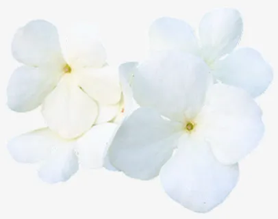 白花免抠素材免抠