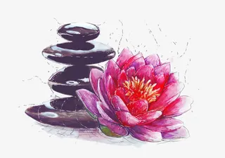 荷花和石头插画免抠