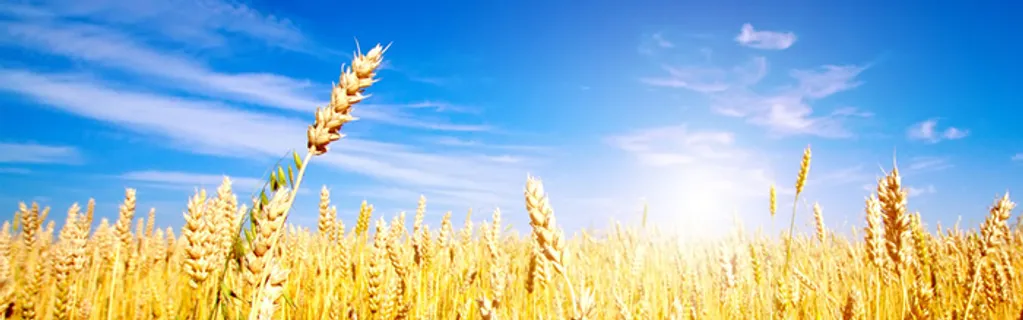 蓝天麦田海报背景高清
