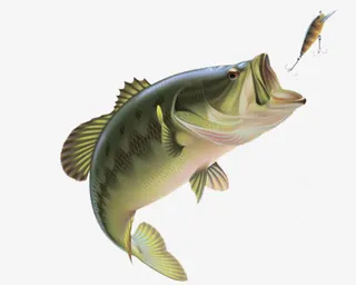 钓鱼图片免抠免抠