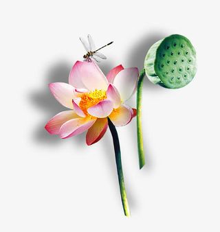 荷花莲蓬蜻蜓免抠