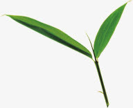 绿色生长树叶装饰免抠