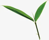 绿色生长树叶装饰免抠