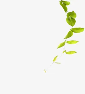 树枝绿叶元素免抠