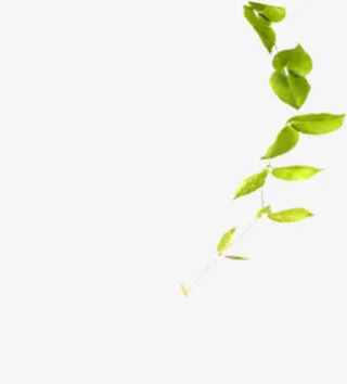 树枝绿叶元素免抠