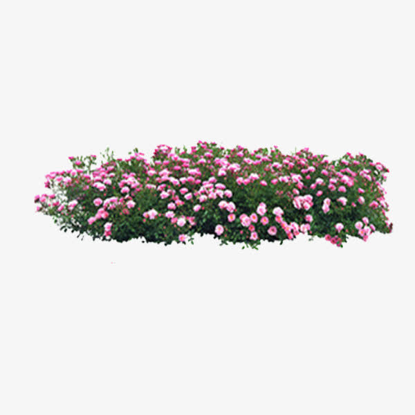 鲜花免抠