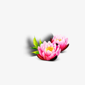漂浮盛开荷花免抠