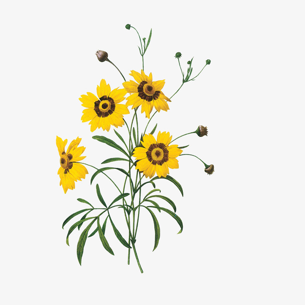 甘菊花彩绘免抠