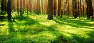 绿色森林海报背景高清