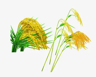 稻谷素材免抠