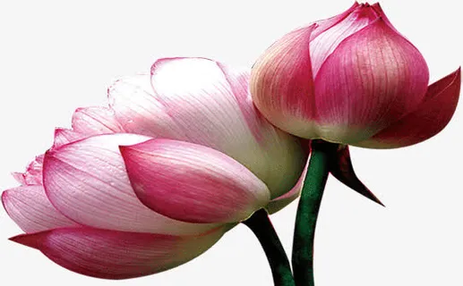 荷花骨朵免抠