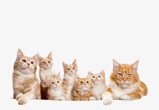 可爱得猫咪素材图片免抠