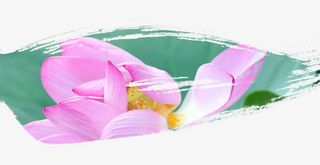 荷花水墨效果元素免抠素材免抠