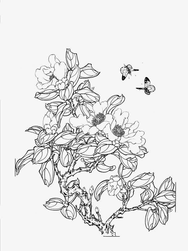 茶花免抠