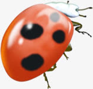 七星瓢虫夏天免抠