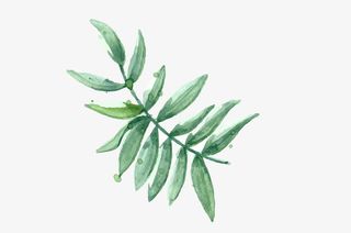 isn风清新叶子免抠