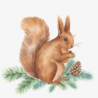 树枝上的手绘松树免抠