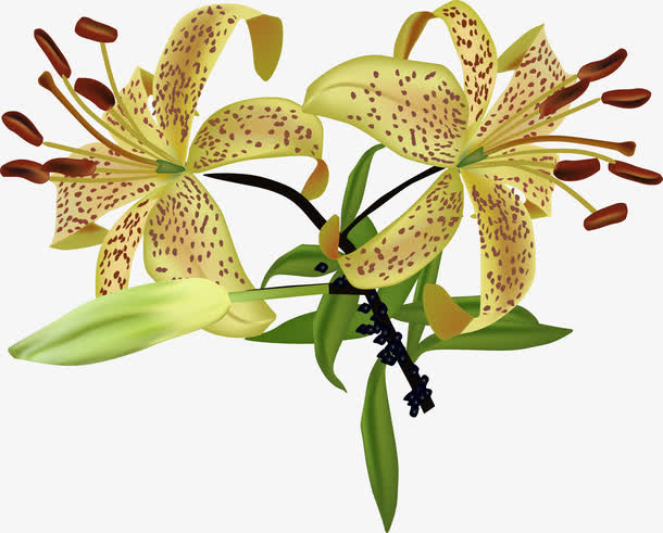 盛开的百合免抠