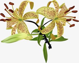 盛开的百合免抠