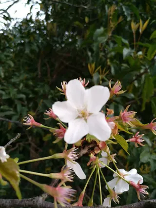 但见樱花开，令人思往事免抠