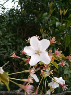 但见樱花开,令人思往事免抠 但见樱花开,令人思往事免抠
