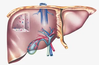 肝脏器官横截面插画免抠