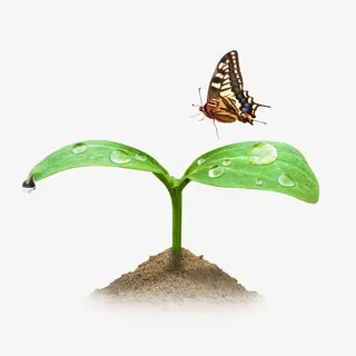 种子萌芽免抠素材免抠动植物植物元素 种子萌芽免抠素材免抠动植物植物元素