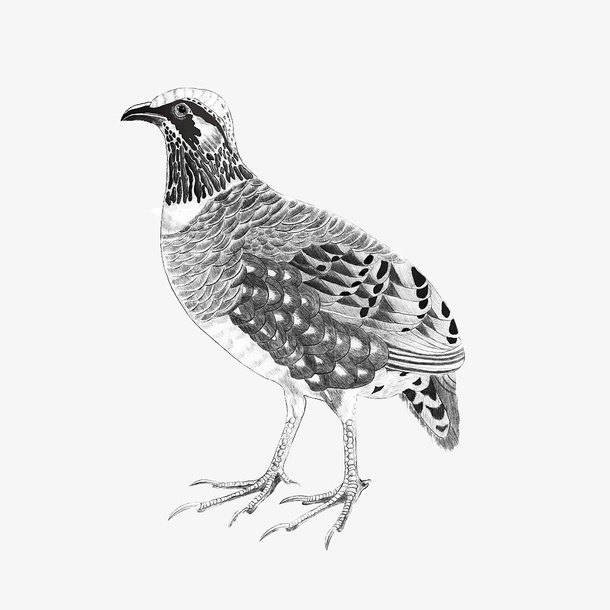 黑白鹧鸪手绘画免抠