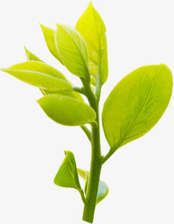 绿色清爽树叶美景春季装饰免抠