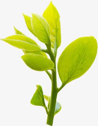 绿色清爽树叶美景春季装饰免抠