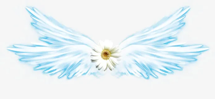 白色菊花蓝白色翅膀免抠