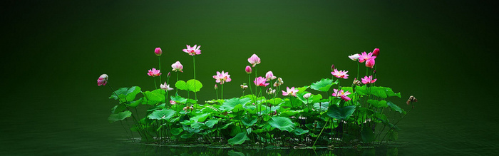 绿色荷花背景高清