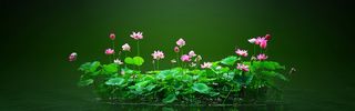 绿色荷花背景高清