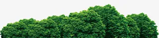 茂密森林免抠
