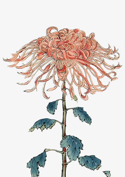 手绘花卉免抠
