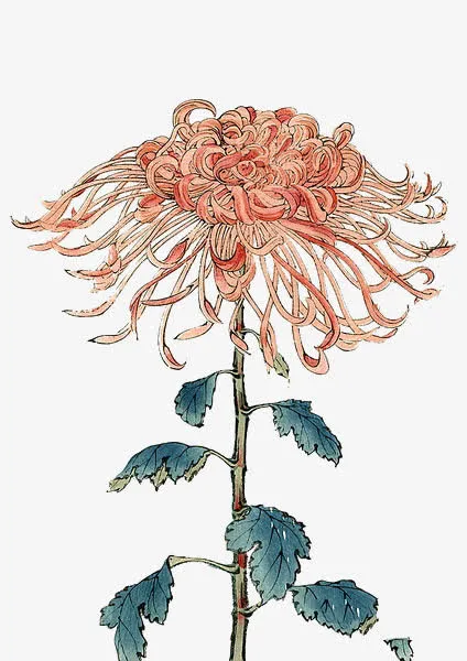 手绘花卉免抠