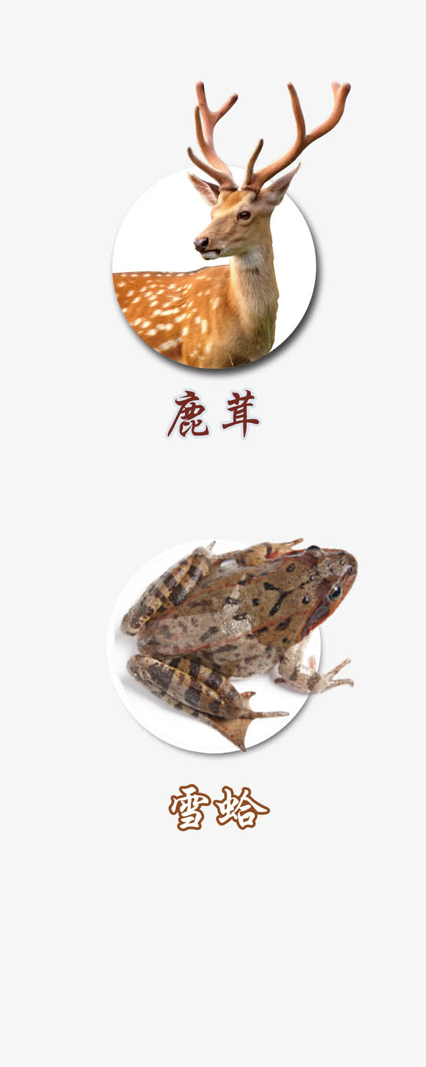 鹿茸青蛙免抠